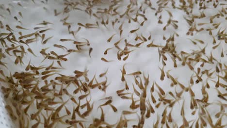 cichlid tilapia fry fish swimming in an incubator tank setup at fish farm, extreme close up of tiny baby fishes