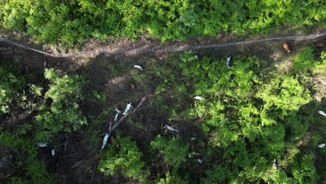 aerial view of a drone descending over a grazing area with goats