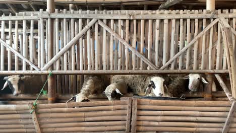 goat in the traditional farm eating leaves