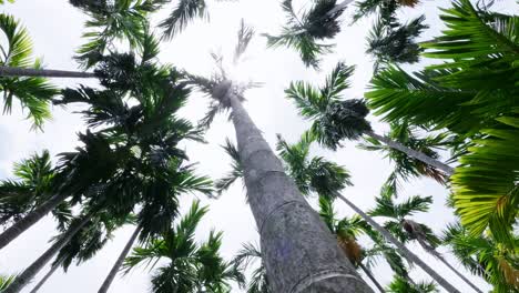 explore the serene beauty of towering palm trees a tropical forest under a bright sky
