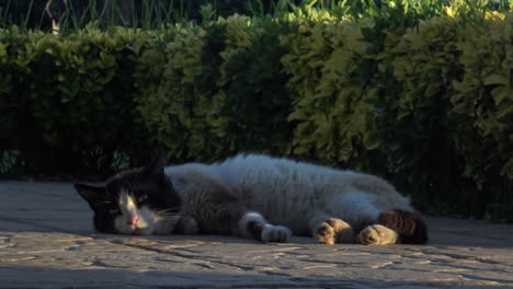 close up of a cute cat during sunset