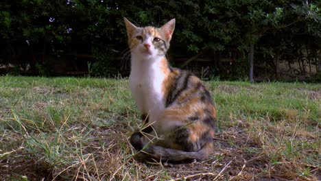 Calico-cat-is-sitting-in-the-garden