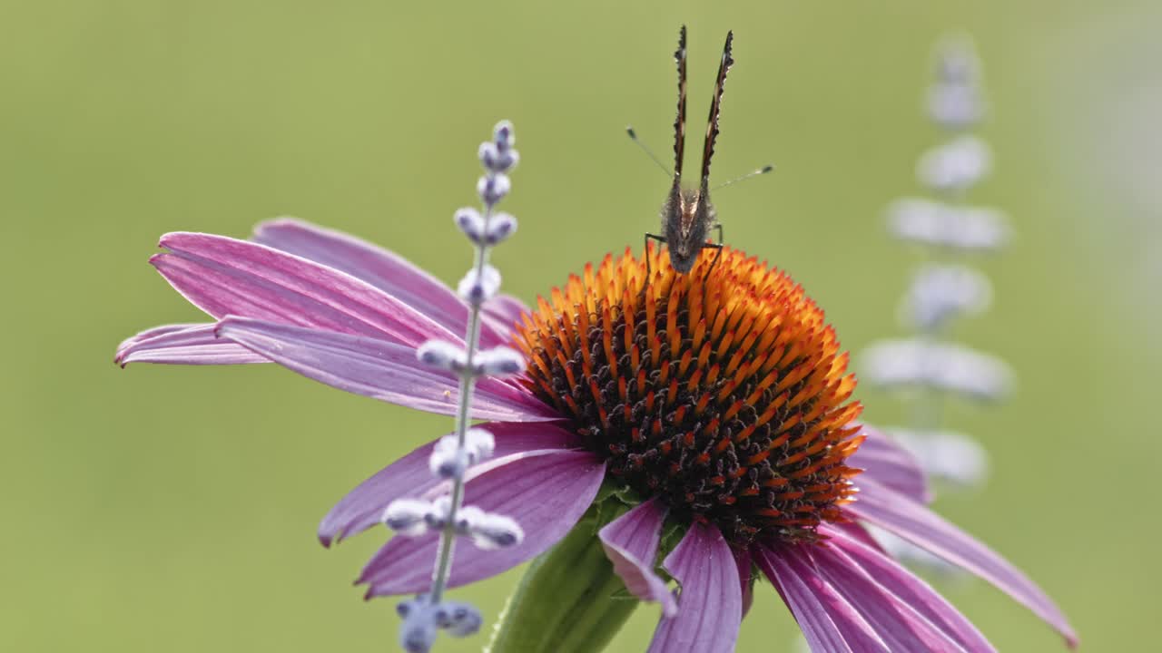 pequeña mariposa tortoiseshell abriendo alas en equinácea púrpura - macro