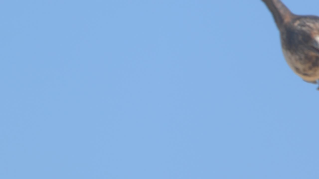 Primissimo piano di esemplari di fregata che volano nel cielo blu di Piura, Perù