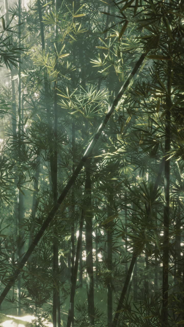 Foresta di bambù con la luce del sole che filtra tra le foglie in un ambiente naturale.