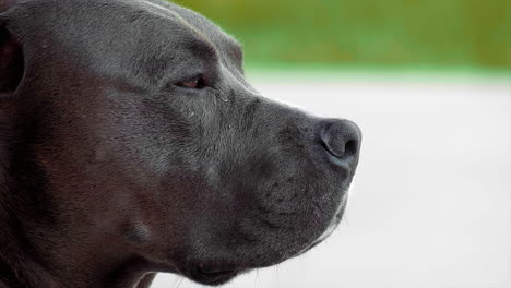 pitbul dog sniffing  shot at 100fps 4k