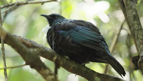 Tui-Vogel-Mit-Einem-Charakteristischen-Büschel-Weißer-Federn-An-Der-Kehle,-Heimisch-In-Neuseeland