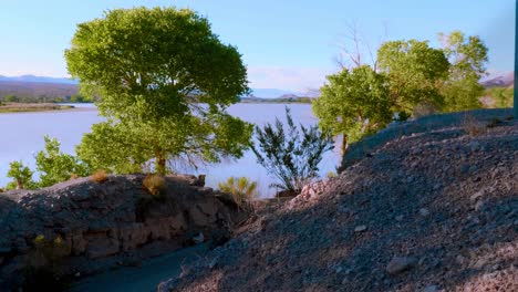 río cerca de los árboles en un día ventoso