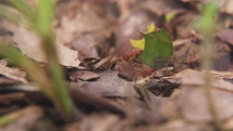 Ants-walking-in-slow-motion-on-dry-leaves-carrying-green-leaves