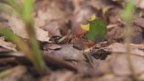 hormigas caminando en cámara lenta sobre hojas secas que llevan hojas verdes