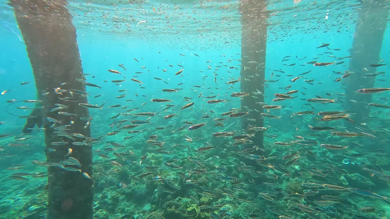 grandes cardúmenes de peces plateados nadando al unísono en aguas cristalinas de color turquesa del océano de la isla tropical bajo un viejo muelle