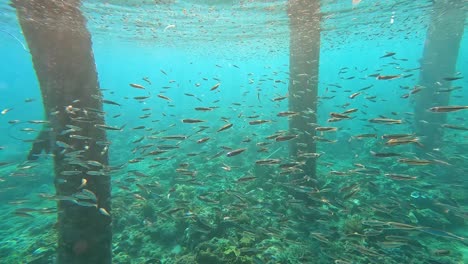 Big-shoals-of-silver-fish-swimming-in-unison-in-crystal-clear-turquoise-water-of-tropical-island-ocean-under-an-old-wharf