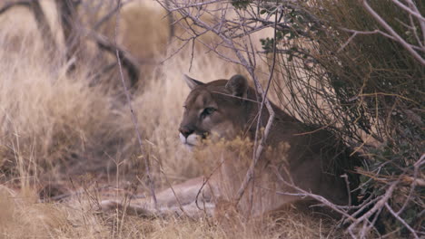 mountain lion laying down in shaded area - wide shot