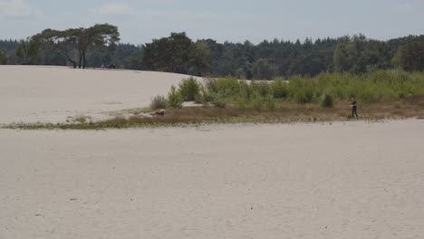 Dog-walking-in-front-of-owner-in-sand-dunes-on-a-sunny-summer-day