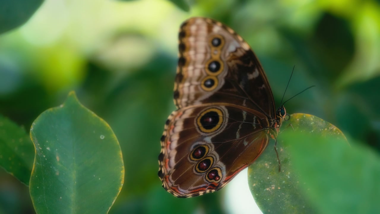 Primo piano di una farfalla morfo blu con le ali chiuse