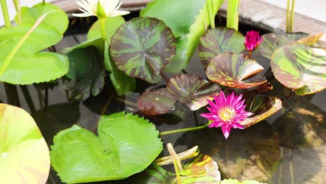 lotus flower display in a decorative bowl