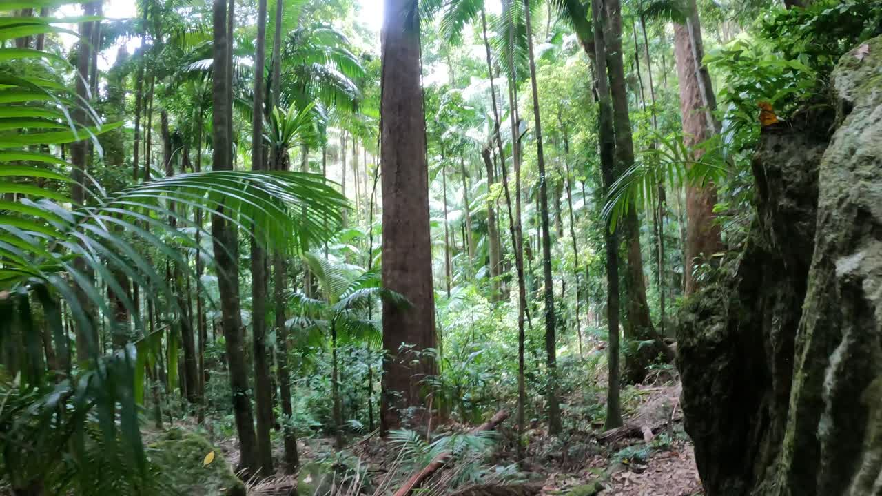 Un viaje a través de exuberantes senderos verdes del bosque