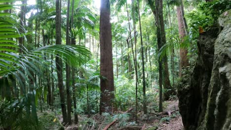 un viaje a través de exuberantes senderos verdes del bosque