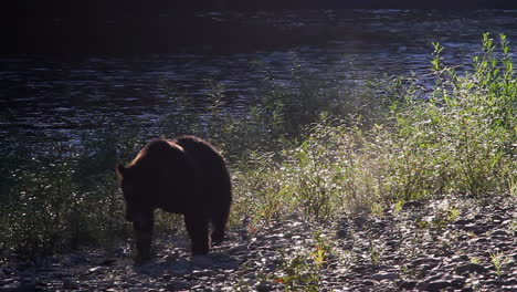 Iluminación-Del-Borde-Silueta-De-Oso-Grizzly-Camina-En-La-Orilla-Del-Río