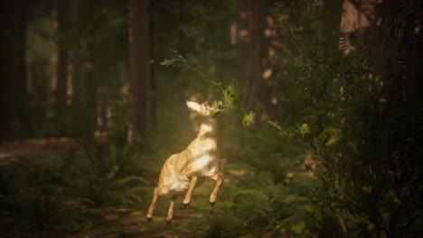 extreme slow motion deer jump in pine forest