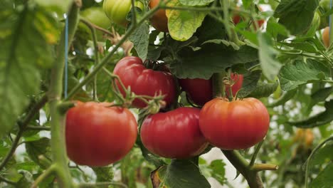 tomatoes in different colors with different species-2