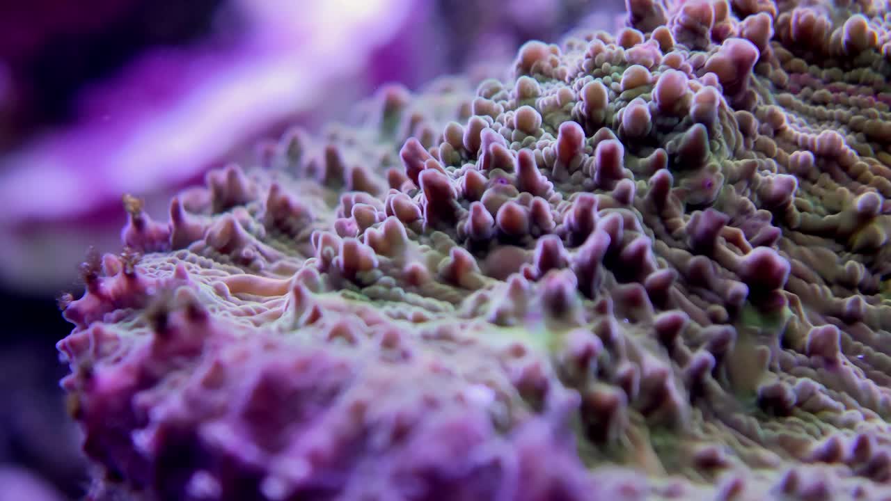 Dettaglio macro di corallo viola con piccole placche e polipi texturizzati