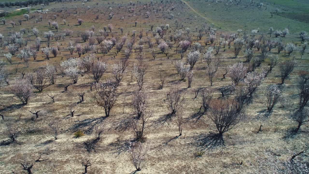 florecimiento del huerto de frutas vista aérea