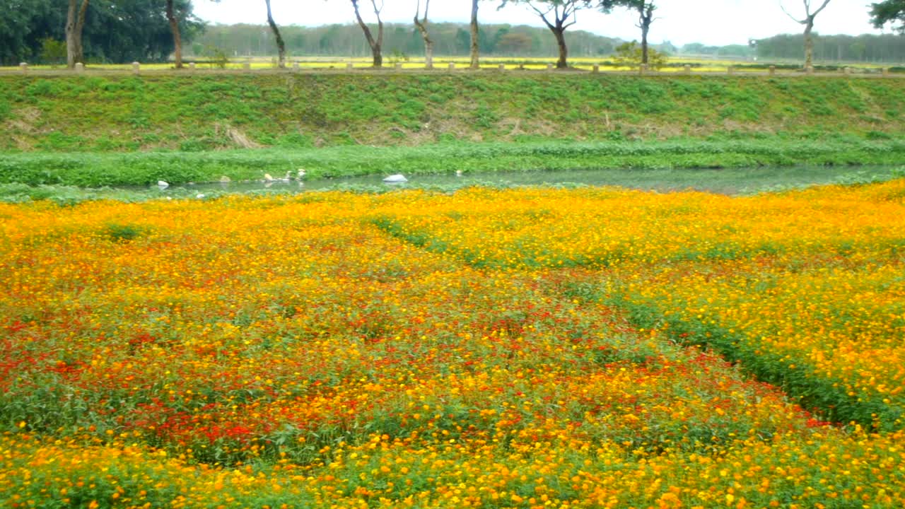 Fiori rossi e gialli che crescono in un campo