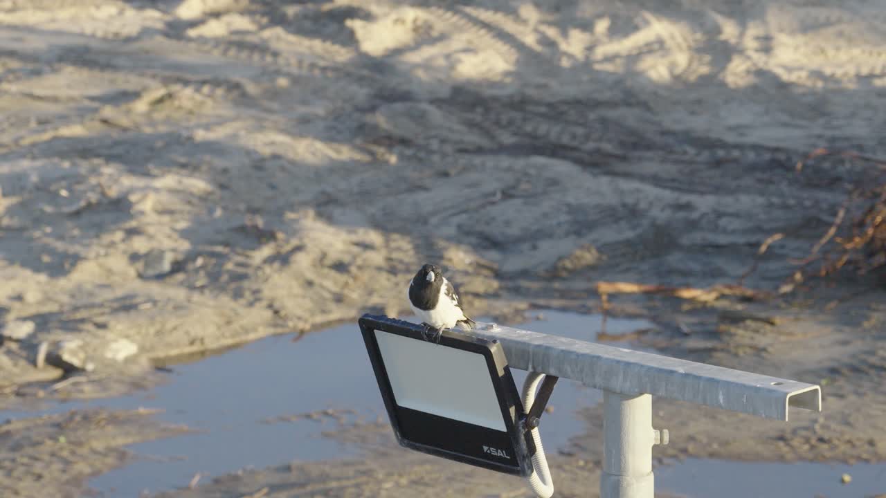 A magpie sits on a light fixture at Gold Coast beach. The scene captures natural behavior in a serene coastal environment