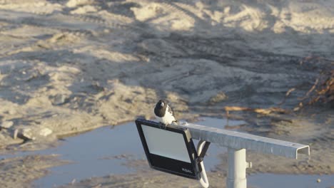 a magpie sits on a light fixture at gold coast beach. the scene captures natural behavior in a serene coastal environment
