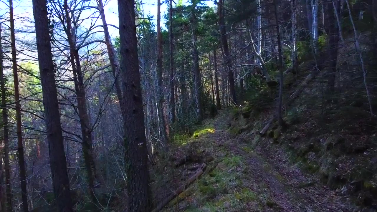 Ripresa aerea ravvicinata tra due alberi, all'interno della foresta, seguendo il sentiero pieno di foglie. Pirenei spagnoli
