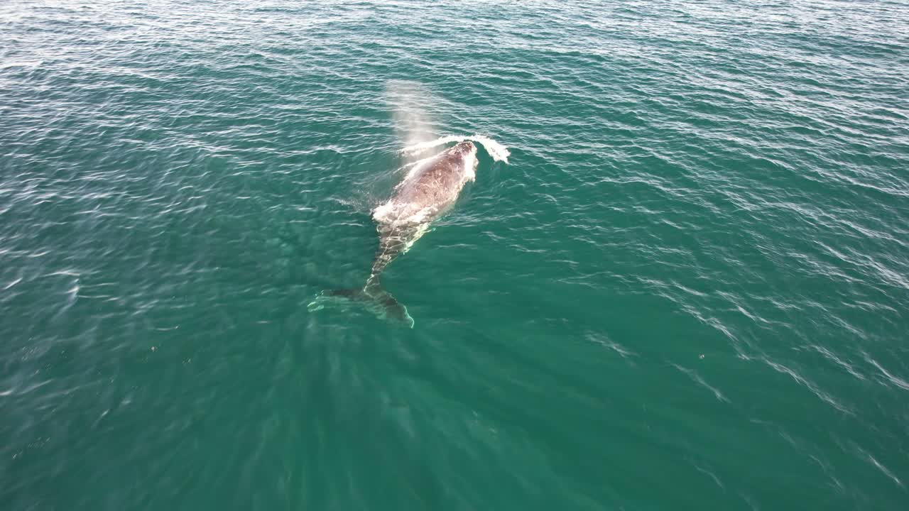 Humpback Whale Spouting Water As It Surfaces In The Blue Sea. - aerial shot