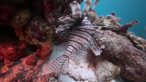 un gran pez león flota junto al coral saludable y colorido del mar caribe