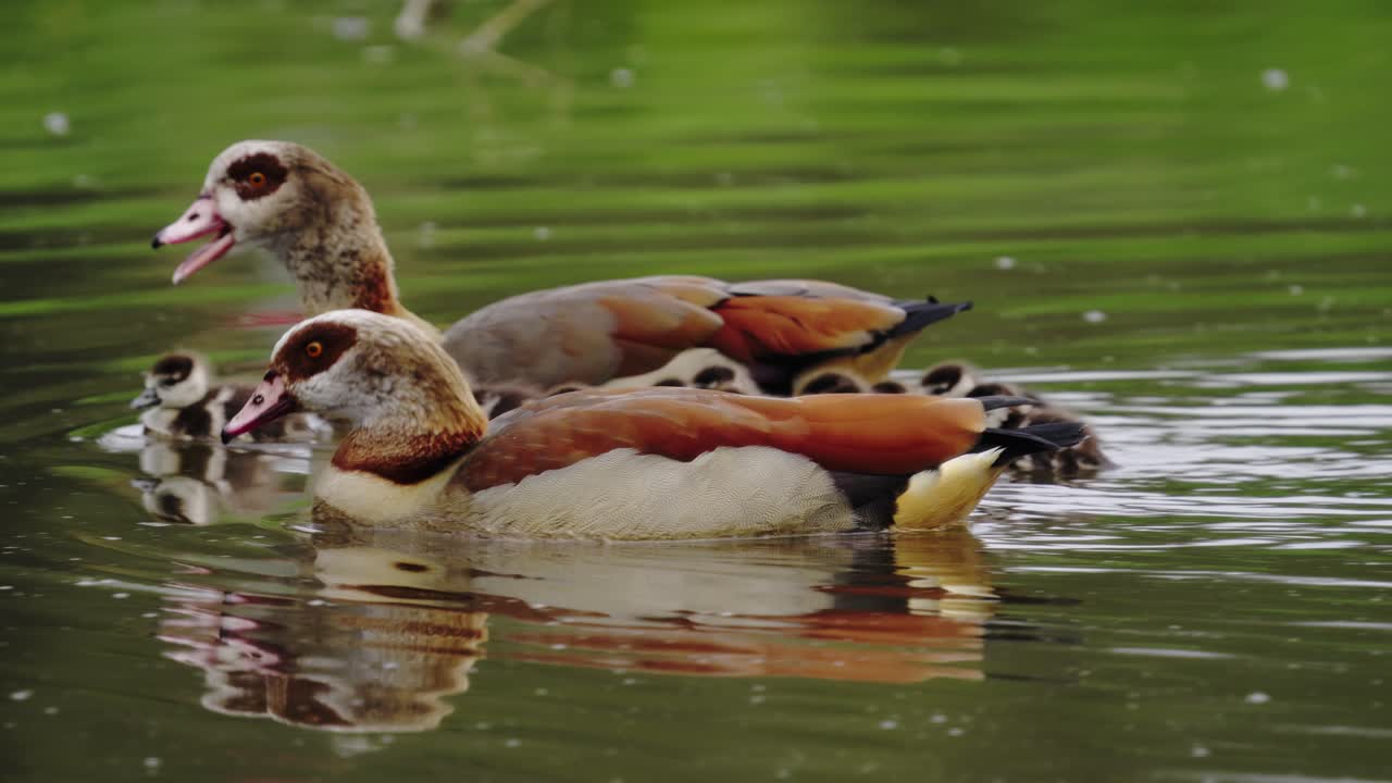 Close-up shot of cute and fluffy ducklings paddling happily behind their protective parents, showcasing heartwarming family bonds