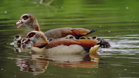 Primer-Plano-De-Lindos-Y-Esponjosos-Patitos-Remando-Felizmente-Detrás-De-Sus-Padres-Protectores,-Mostrando-Conmovedores-Lazos-Familiares