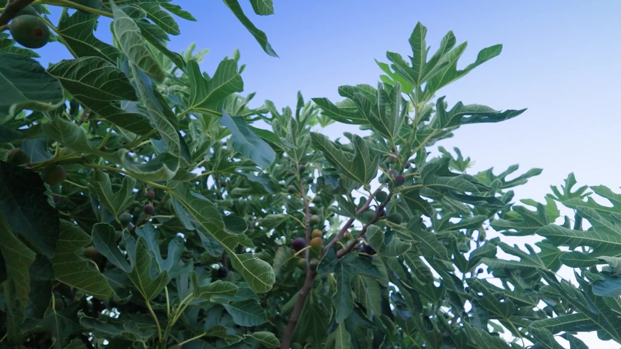 Smooth left pan and orbit around a cultivated Ficus carica fig tree with healthy foliage in a garden.