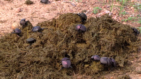 Vista-Cercana-De-Una-Colonia-De-Escarabajos-Peloteros-Recogiendo-Estiércol-De-Elefante