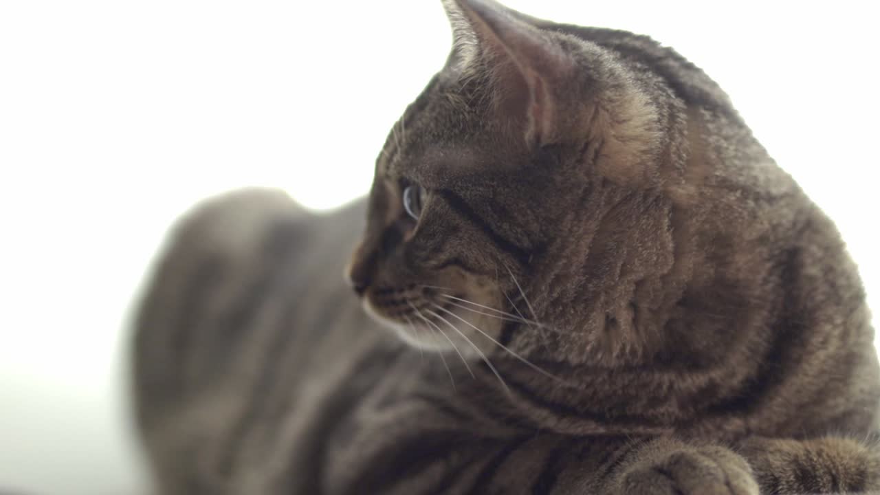 gato peludo y lindo sentado y mirando en el lado izquierdo sobre fondo blanco