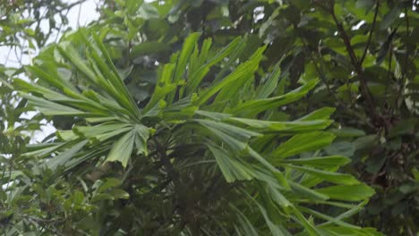 mono ardilla de cabeza negra moviéndose entre las ramas comiendo