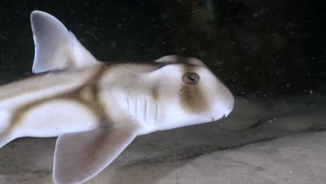 port jackson shark swimming at night in slow motion 4k heterodontus portusjacksoni