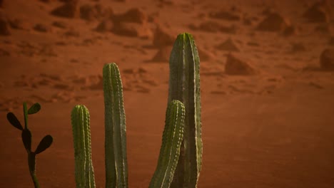 puesta de sol en el desierto de arizona con un cactus saguaro gigante