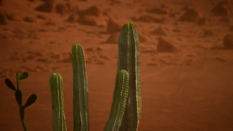 arizona desert sunset with giant saguaro cactus