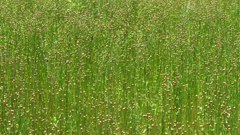 a closeup of a field of flax soon ready to be harvested