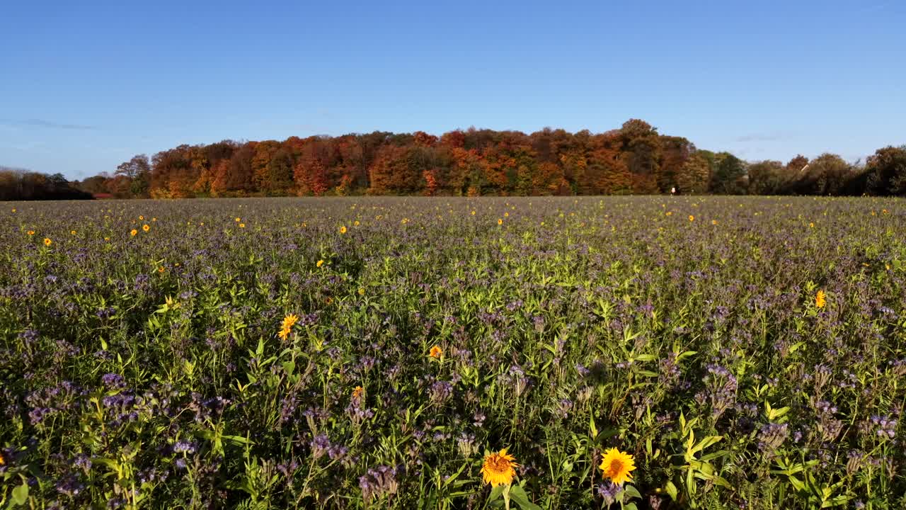 Sunflower and purple colored flowers on field with orange leaves of trees. Aerial forward wide shot. Sunny day in fall season. Low angle dolly. Drone silhouette on fields. Rural landscape in USA
