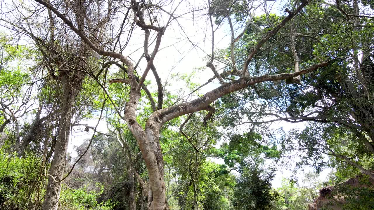 cielo de la aldea al aire libre hermoso paisaje de la aldea del bosque del paisaje aéreo - fotografía aérea del bosque rural kenia - controlador inalámbrico de drones quadcopter