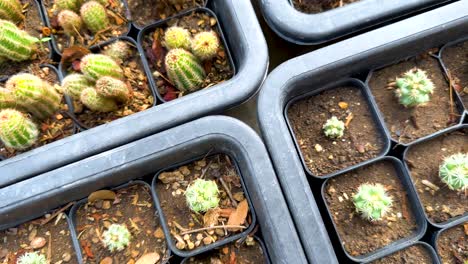 cacti in pots at a bangkok greenhouse