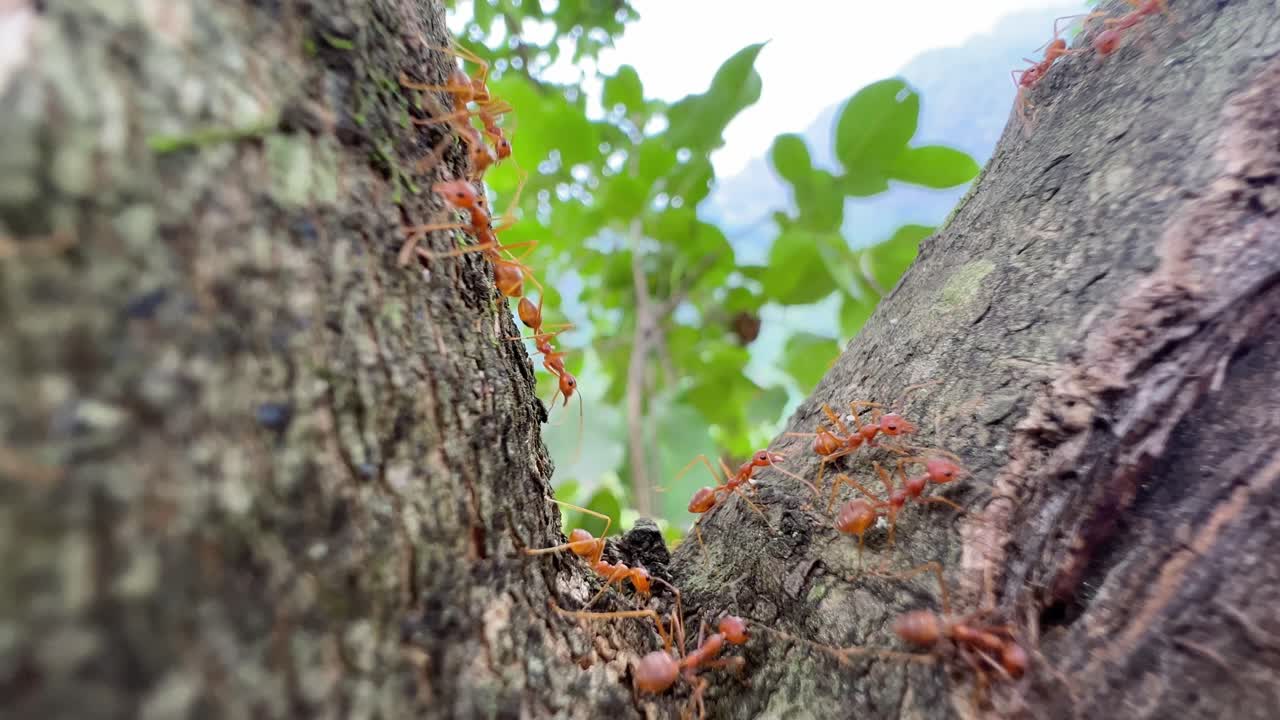 group of ants moving around the tree