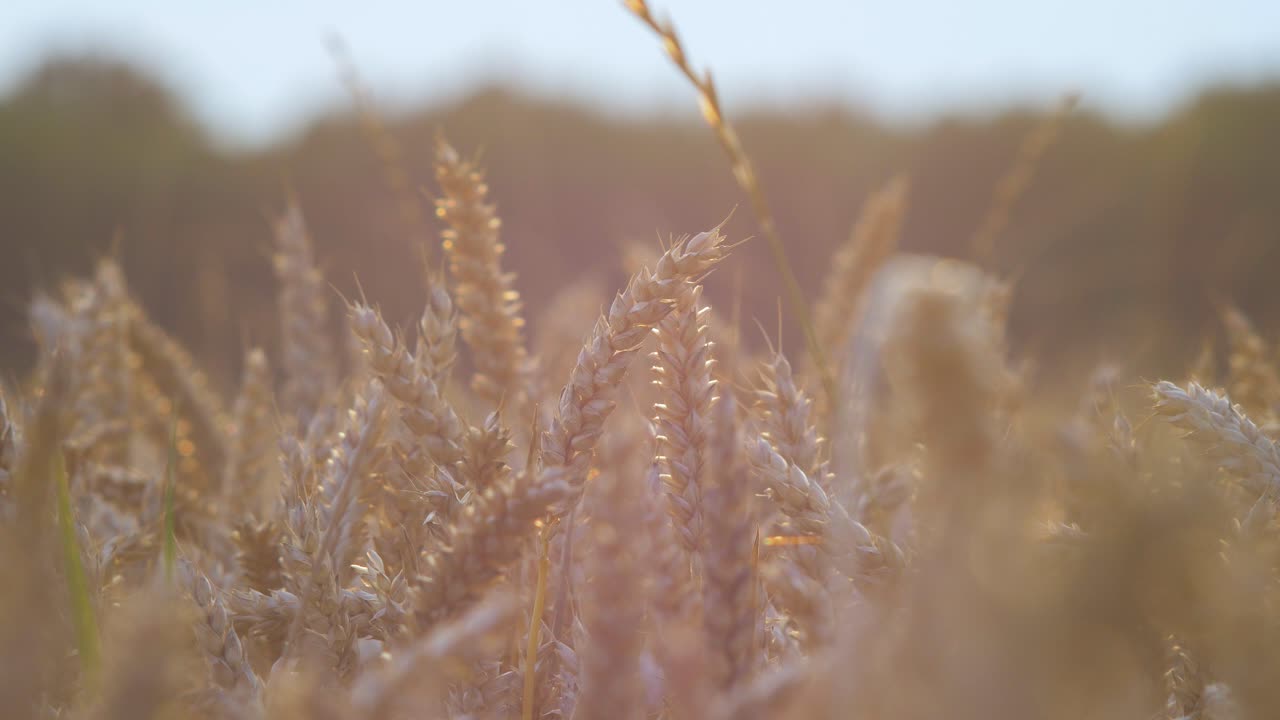View of beautiful ripe golden wheat sprouts in the cereal field at sunset, rich harvest concept, close up shot