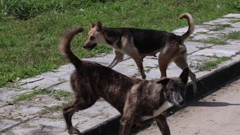 two stray dogs walking and sniffing around.