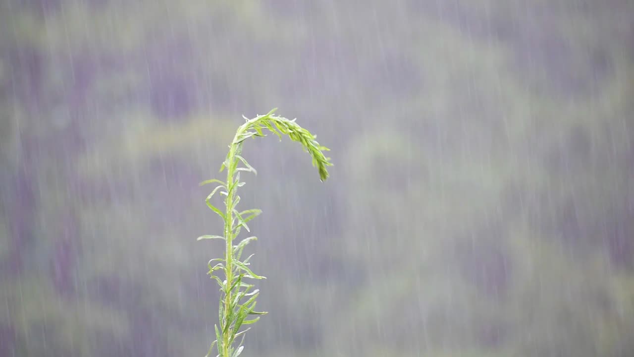 바람에 날리는 식물